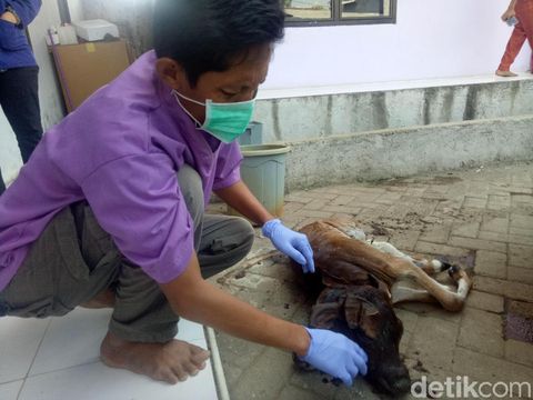 Sapi berkepala dua ini masih disimpan di puskeswan untuk pemeriksaan lebih lanjut