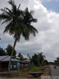 Unik Ada Pohon Kelapa Bercabang 3 di Riau