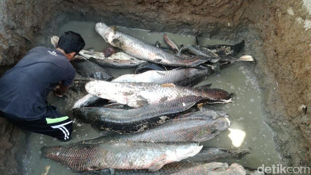 Puluhan ikan arapaima dikubur di lubang/