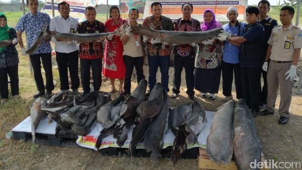 Puluhan ikan arapaima dimusnahkan/