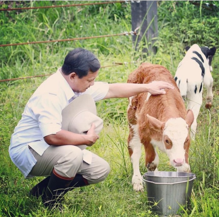 Prabowo Subianto elus anak sapi New Zealand (Instagram Prabowo)