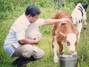 Cerita di Balik Foto Prabowo Elus Anak Sapi New Zealand
