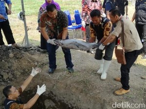 Puluhan Ikan Arapaima dari Enam Kota di Jatim Dimusnahkan