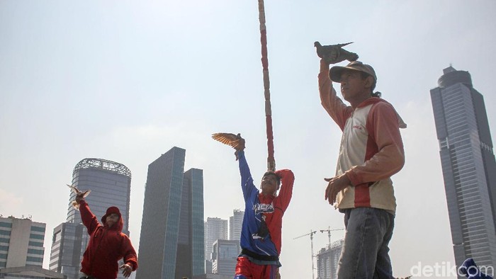 Melatih Kepakan Sayap Burung Dara Kolongan Di Ibukota