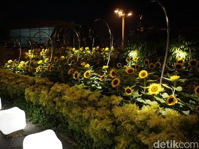 Foto: Bandara yang Punya Taman Bunga Matahari Foto: Bandara yang Punya Taman Bunga Mat ahari