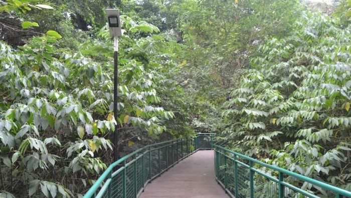 Hutan babakan Siliwangi