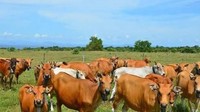 Yang unik di sini, usai menikmati rumput yang hijau, memasuki waktu siang, hewan ternak itu dengan sendirinya menuju tempat mata air yang terdapat di ujung savana. Salah satunya adalah mata air Oi Rao. Di sini, biasanya hewan-hewan tersebut berendam dan mandi. (Faruk Nickyrawi/detikcom)