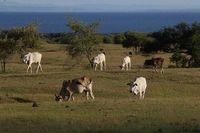 (Faruk Nickyrawi/detikTravel)