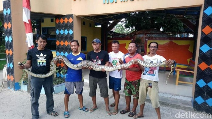 Warga Tegal Tangkap Ular Piton di Bantaran Sungai