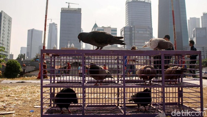 Melatih Kepakan Sayap Burung Dara Kolongan Di Ibukota Foto 5