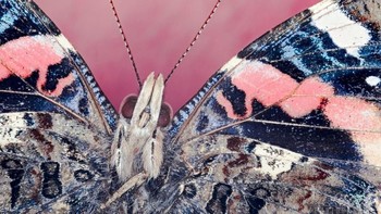 Juara kategori amatir diraih oleh owenhoare. Foto: Viewbug