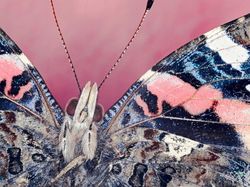 Karya Jawara Kontes Foto Kupu-kupu Bikin Terpukau