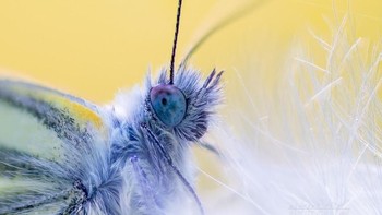 Pemenang kontes diraih oleh Andreas_Voigt. Foto: Viewbug