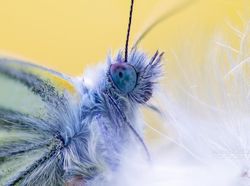 Karya Jawara Kontes Foto Kupu-kupu Bikin Terpukau