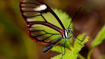 Karya finalis dKi_Photography. Foto: Viewbug