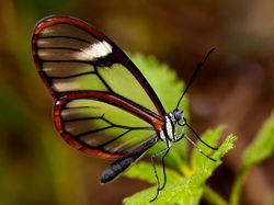 Karya Jawara Kontes Foto Kupu-kupu Bikin Terpukau