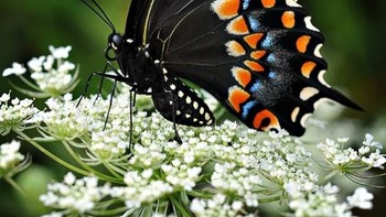 Karya Michellewermuth. Foto: Viewbug