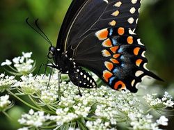 Karya Jawara Kontes Foto Kupu-kupu Bikin Terpukau