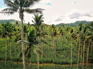Kementan Genjot Perluasan Areal Tanam Jagung di Bangkep Sulteng