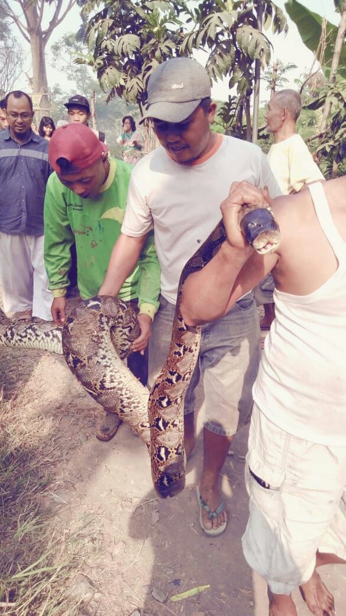 Piton 5 Meter Ditemukan Warga Gegara Drainase Mampet