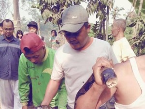 Piton 5 Meter Ditemukan Warga Gegara Drainase Mampet
