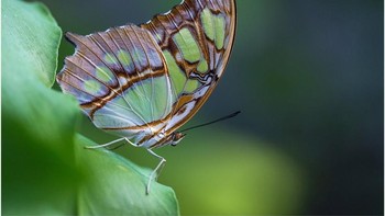 Karya finalis p_vaida. Foto: Viewbug