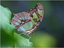 Karya Jawara Kontes Foto Kupu-kupu Bikin Terpukau