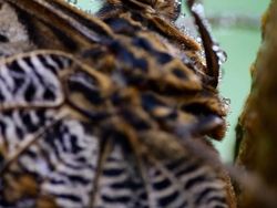 Karya Jawara Kontes Foto Kupu-kupu Bikin Terpukau