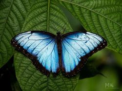 Karya Jawara Kontes Foto Kupu-kupu Bikin Terpukau