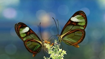 Karya finalis Joecas. Foto: Viewbug