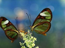 Karya Jawara Kontes Foto Kupu-kupu Bikin Terpukau