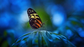 Karya finalis ElenaParaskeva. Foto: Viewbug