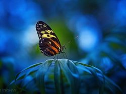 Karya Jawara Kontes Foto Kupu-kupu Bikin Terpukau