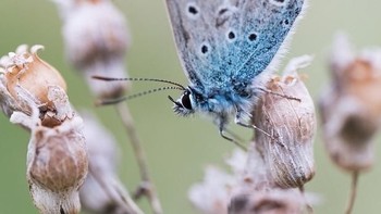 Runner up diberikan pada Sebuse. Foto: Viewbug