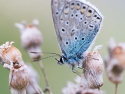 Karya Jawara Kontes Foto Kupu-kupu Bikin Terpukau