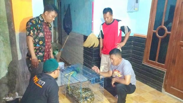 Piton itu kini dirawat di kandang