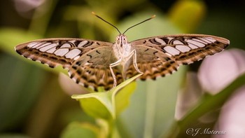 Karya finalis jmimages. Foto: Viewbug