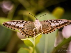 Karya Jawara Kontes Foto Kupu-kupu Bikin Terpukau