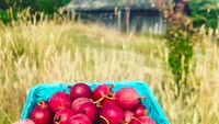 Pratt juga hobi berkebun nih. Saat panen gooseberry, ia tak melewatkan petik buah asam ini. Foto: Instagram @prattprattpratt