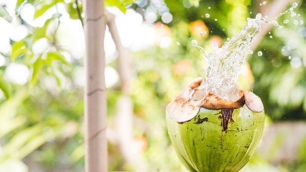 Air kelapa segar.