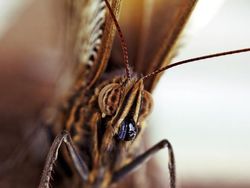 Karya Jawara Kontes Foto Kupu-kupu Bikin Terpukau