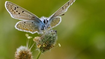Karya ilanhorn. Foto: Viewbug