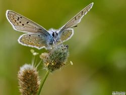 Karya Jawara Kontes Foto Kupu-kupu Bikin Terpukau