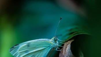 Runner up turut diberikan pada Ewelina79. Foto: Viewbug