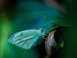 Karya Jawara Kontes Foto Kupu-kupu Bikin Terpukau