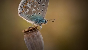 People Choice diraih oleh Zoehughes. Foto: Viewbug
