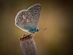 Karya Jawara Kontes Foto Kupu-kupu Bikin Terpukau