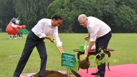 Morrison dan Jokowi kemudian menanam pohon. Masing-masing bergantian menanam pohon Meranti ke dalam lubang. Penanaman pohon menutup kegiatan pertemuan Jokowi dan Morrison. (dok. Biro Setpres)