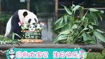 Melihat Tingkah Laku Panda yang Bikin Gemas