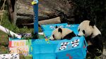 Melihat Tingkah Laku Panda yang Bikin Gemas